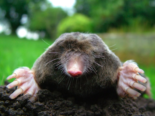 An photo of a mole by Michael David Hill.