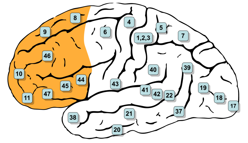 The brain, with prefrontal cortex highlighted.