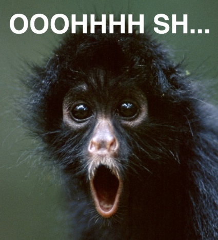 A spider monkey looks surprised